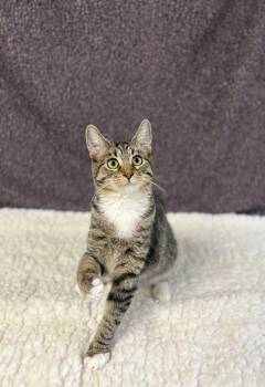 Rescue Domestic Short Hair Cats for Adoption in Upper Sandusky, Ohio - Morgan | PetCurious