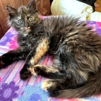 Mars -  Domestic Short Hair Cat for Adoption in Hopkinton, Massachusetts - Mars | PetCurious