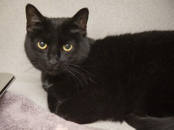 Domestic Medium Hair Cats Available for Adoption in Phoenix, Arizona - BINX | PetCurious