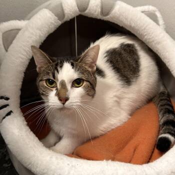 Prometheus -  Domestic Short Hair Cat for Adoption in The Colony, Texas - Prometheus | PetCurious