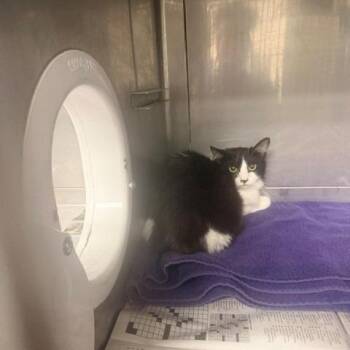 Trixie -  Domestic Long Hair Cat for Adoption in Hawthorne, California - Trixie | PetCurious