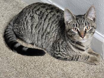 Tabby Cats Available for Adoption - Purr-mes | PetCurious