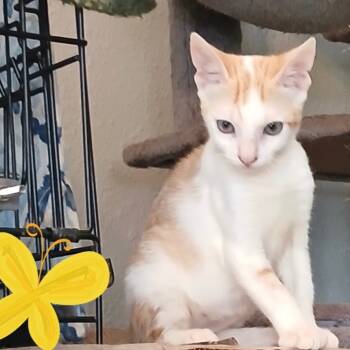 Rescue Domestic Short Hair Cats for Adoption in League City, Texas - Aspen | PetCurious