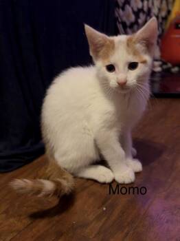 Momo -  Domestic Medium Hair Cat for Adoption in Bolivar, Missouri - Momo | PetCurious