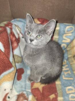 IVAN -  Domestic Long Hair Cat for Adoption in Broomfield, Colorado - IVAN | PetCurious