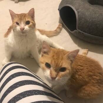 Rescue Domestic Short Hair Cats for Adoption in Fairfax, Virginia - Sunny (bonded With Peanut I) | PetCurious