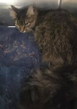 Bo-Katan -  Domestic Medium Hair Cat for Adoption in El Paso, Texas - Bo-Katan | PetCurious