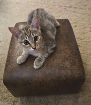 Momo - Friend of Sushi -  Dilute Tortoiseshell Cat for Adoption - Momo - Friend Of Sushi | PetCurious