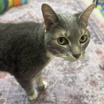 Shauntai- 52023 -  Domestic Short Hair Cat for Adoption in Columbia, Maryland - Shauntai- 52023 | PetCurious