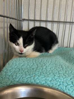 Gizmo -  Domestic Short Hair Cat for Adoption in Rock Springs, Wyoming - Gizmo | PetCurious