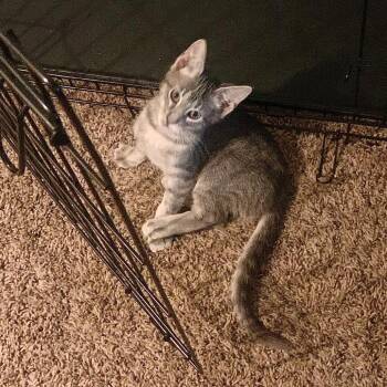 Mopsy -  Domestic Short Hair Cat for Adoption in Lexington, Kentucky - Mopsy | PetCurious