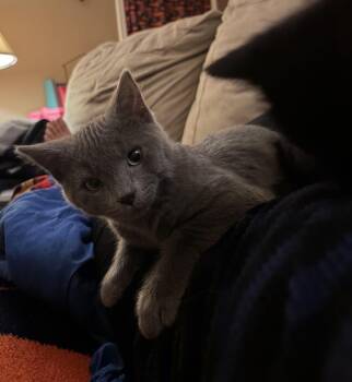 Rescue Domestic Short Hair Cats for Adoption in Lemont, Illinois - Archie | PetCurious