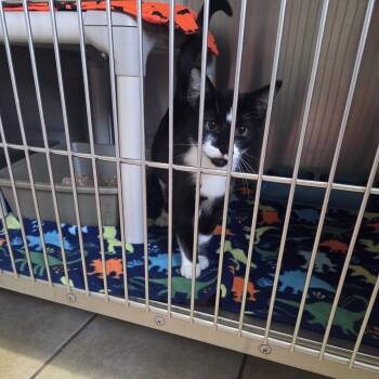 Joan Jett -  Domestic Short Hair Cat for Adoption in West Branch, Michigan - Joan Jett | PetCurious