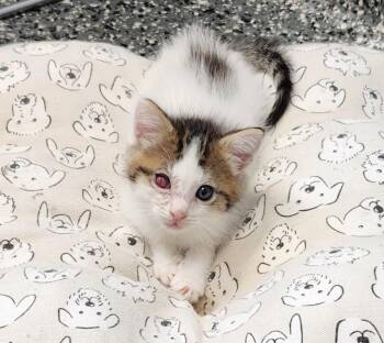Halo -  Domestic Medium Hair Cat for Adoption in Siloam Springs, Arkansas - Halo | PetCurious