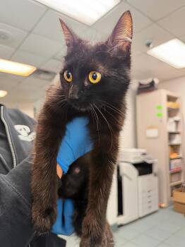 June -  Domestic Short Hair Cat for Adoption in Nashville, Tennessee - June | PetCurious