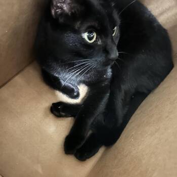 Pilou -  Domestic Short Hair Cat for Adoption in Philadelphia, Pennsylvania - Pilou | PetCurious