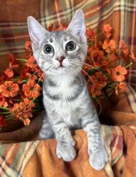 6/3/26 Verbena -  Domestic Short Hair Cat for Adoption in Stillwater, Oklahoma - 6/3/26 Verbena | PetCurious