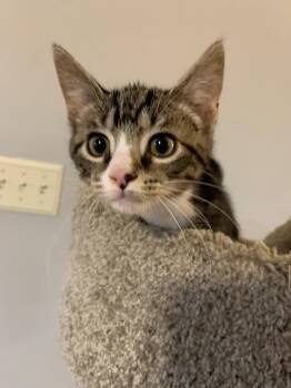 Hughie -  Domestic Short Hair Cat for Adoption in Chambersburg, Pennsylvania - Hughie | PetCurious