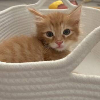 Tango -  Tabby and Domestic Medium Hair Cat for Adoption in Gilbert, Arizona - Tango | PetCurious