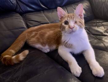 Rory -  Domestic Short Hair Cat for Adoption in San Jose, California - Rory | PetCurious