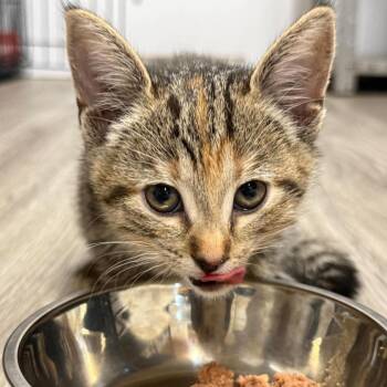 Avery -  Domestic Short Hair Cat for Adoption in Woodstock, Ontario - Avery | PetCurious