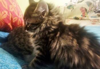 Domestic Long Hair and Tabby Cats Available for Adoption - Carson Dakota | PetCurious