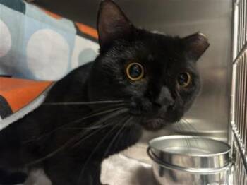 Coyote -  Domestic Short Hair Cat for Adoption in Montreal, Quebec - Coyote | PetCurious