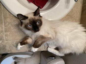 Angel and Pidge -  Domestic Long Hair Cat for Adoption in Seattle, Washington - Angel And Pidge | PetCurious