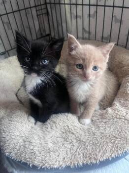 Robbie -  Domestic Short Hair Cat Available for Adoption in Oceanside, California - Robbie | PetCurious