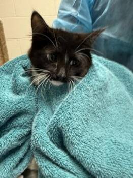 Orchid -  Domestic Short Hair Cat for Adoption in Fairfax, Virginia - Orchid | PetCurious
