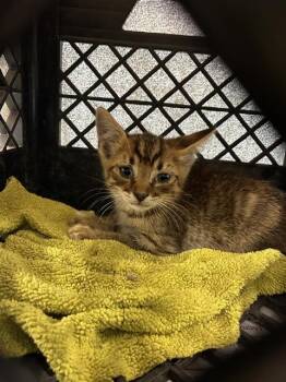 Domestic Short Hair Cats Available for Adoption in Palmetto, Florida - SIMBA | PetCurious