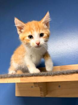 Furby -  Domestic Medium Hair Cat for Adoption in Batesville, Arkansas - Furby | PetCurious