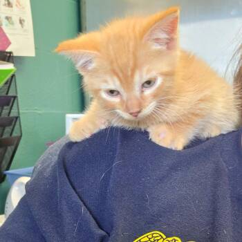 Wazowski -  Domestic Medium Hair Cat for Adoption in Parkersburg, West Virginia - Wazowski | PetCurious