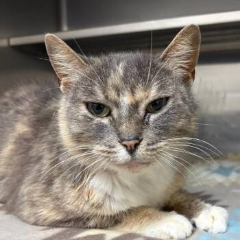 Domestic Short Hair Cats Available for Adoption in Middleburg, Florida - Spencer 23652 | PetCurious