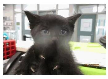 Domestic Short Hair Cats Available for Adoption - Bean | PetCurious