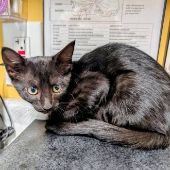 Piper -  Domestic Short Hair Cat for Adoption in Huntsville, Arkansas - Piper | PetCurious