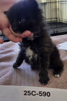 Rescue Domestic Long Hair and Domestic Short Hair Cats for Adoption in Willmar, Minnesota - Spike | PetCurious