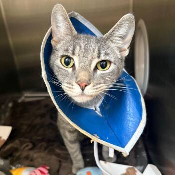 Glory -  Domestic Short Hair Cat for Adoption in Oak Park, Illinois - Glory | PetCurious