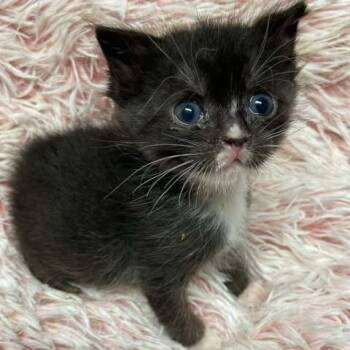 Domestic Short Hair Cats Available for Adoption in Fairway, Kansas - Raisin | PetCurious