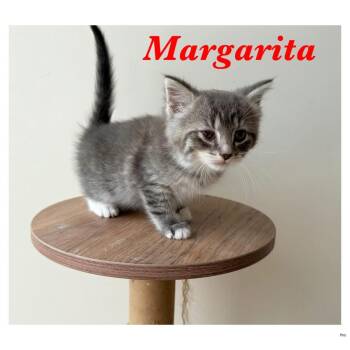 Margarita -  Domestic Short Hair Cat for Adoption in Ashland, Kentucky - Margarita | PetCurious