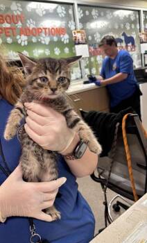 PEPPER -  Domestic Short Hair Cat for Adoption in Louisville, Kentucky - PEPPER | PetCurious