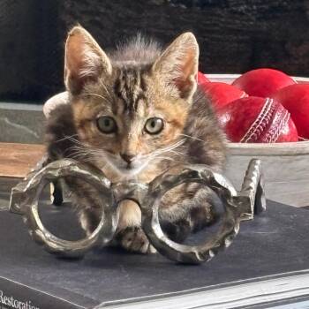 Fire Cracker -  Domestic Short Hair Cat for Adoption in Columbiana, Alabama - Fire Cracker | PetCurious