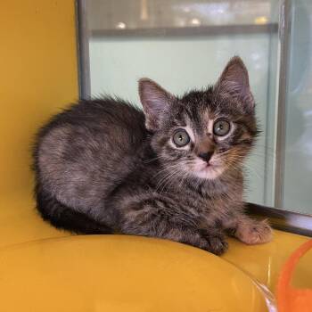 Chachula -  Domestic Medium Hair Cat for Adoption in Abilene, Texas - Chachula | PetCurious