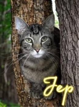 Rescue Domestic Short Hair Cats for Adoption in Jim Thorpe, Pennsylvania - Jep | PetCurious