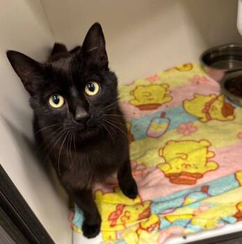 Domestic Short Hair and Bombay Cats Available for Adoption in Frankfort, Kentucky - Mae | PetCurious