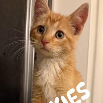 Kookies Ontiveros -  Domestic Short Hair Cat for Adoption in Eagle Mountain, Utah - Kookies Ontiveros | PetCurious