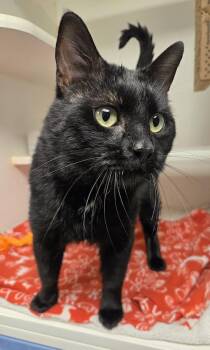 Domestic Short Hair Cats Available for Adoption - Ravenpaw | PetCurious