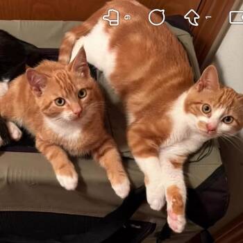 Flapjack -  Domestic Short Hair Cat for Adoption in Cathlamet, Washington - Flapjack | PetCurious