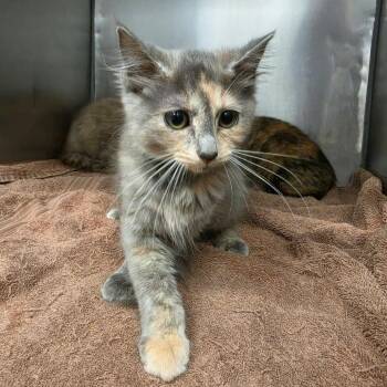 Gift Card -  Domestic Long Hair Cat for Adoption in Martinsville, Virginia - Gift Card | PetCurious