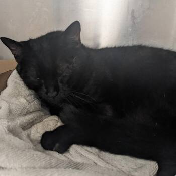 Jerry Steel -  Domestic Medium Hair Cat for Adoption in Kennett Square, Pennsylvania - Jerry Steel | PetCurious
